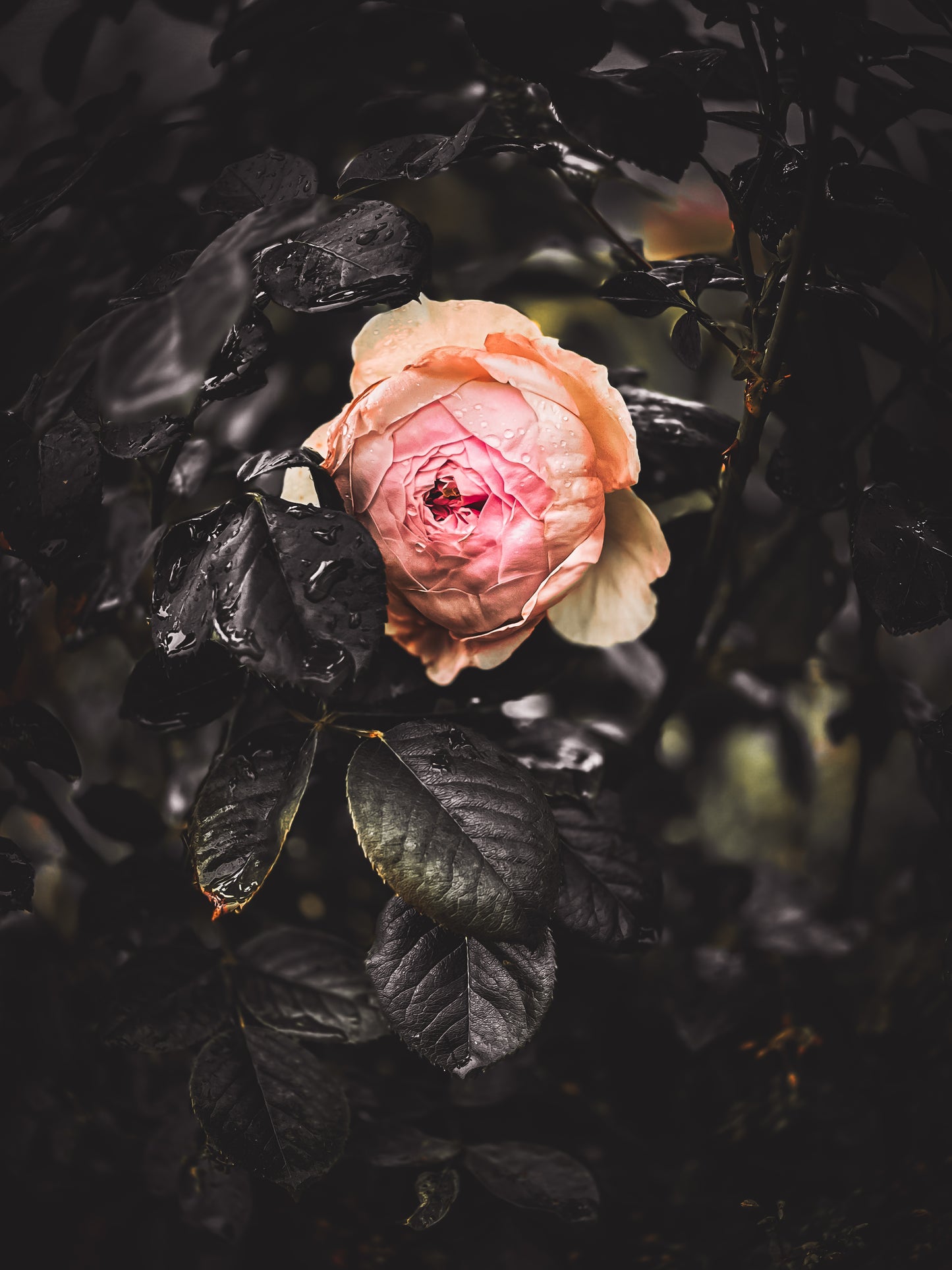 Rose Prick / Hanging Aroma Diffuser